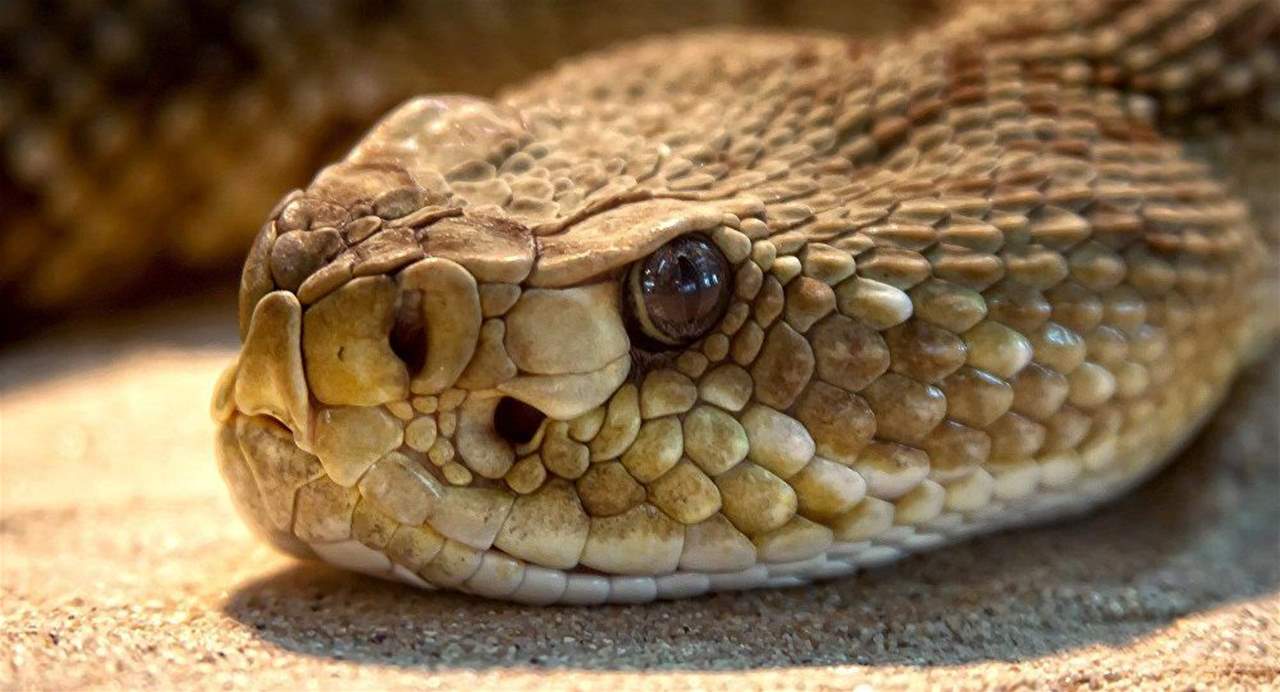 فيديو- ثعبان جائع يبتلع نفسه!