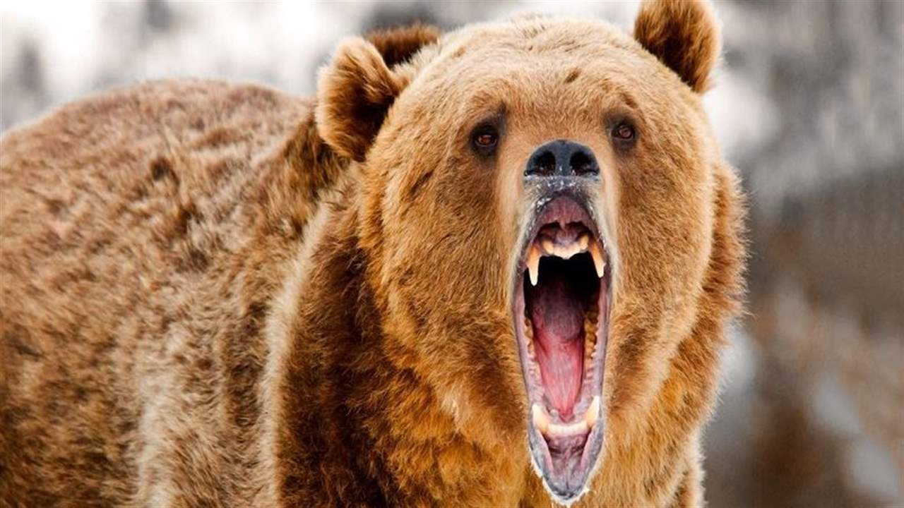 فنان مشهور لجأ إلى الطبيعة ليستلهم موسيقاه فافترسه الدب حتى الموت!