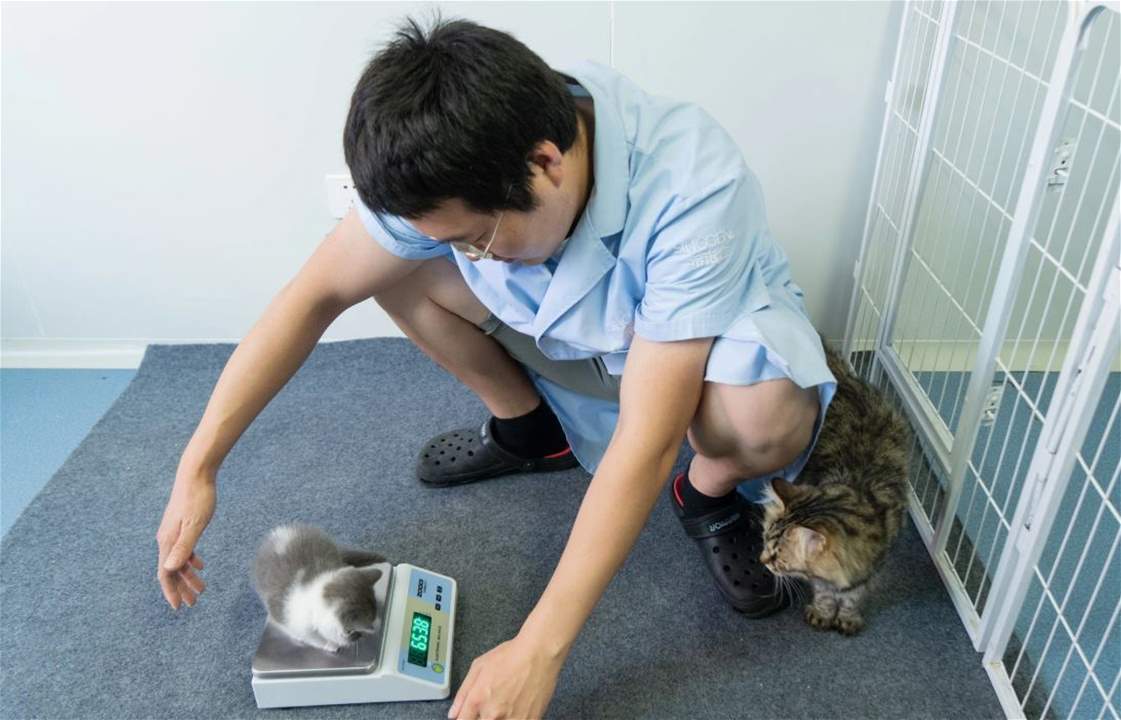 بعد سبعة أشهر على نفوق هرّته.. شركة صينية تستنسخ له أخرى مشابهة!