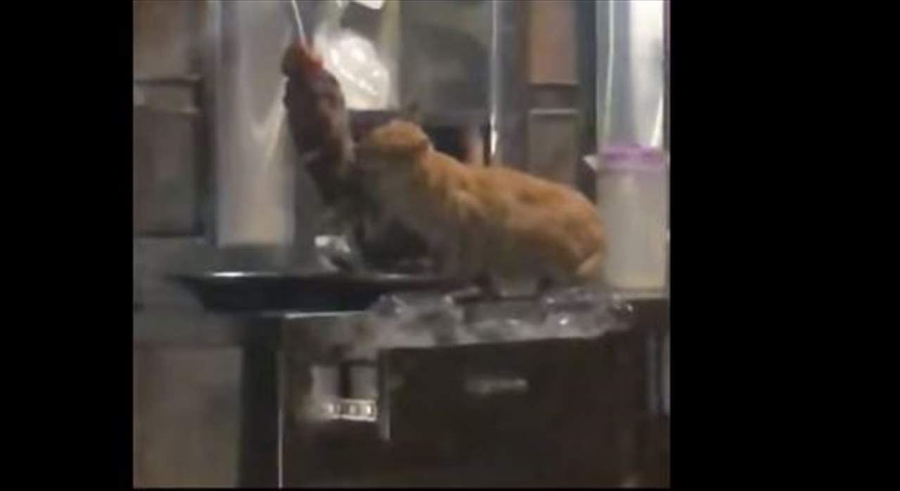 بالفيديو- في لبنان... قطة تأكل اللحم من سيخ للشاورما في احد المطاعم!