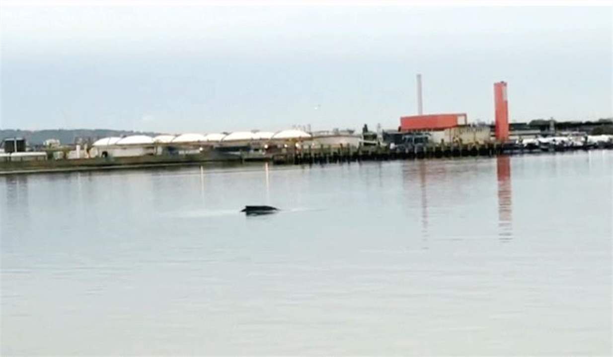 العثور على حوت أحدب في نهر التيمز شرقي لندن