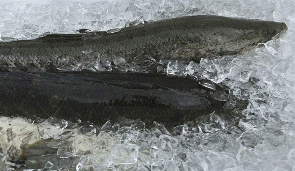 سمكة برمائية مفترسة تهدد الولايات المتحدة والسلطات تدعو الى "قتلها فورًا"