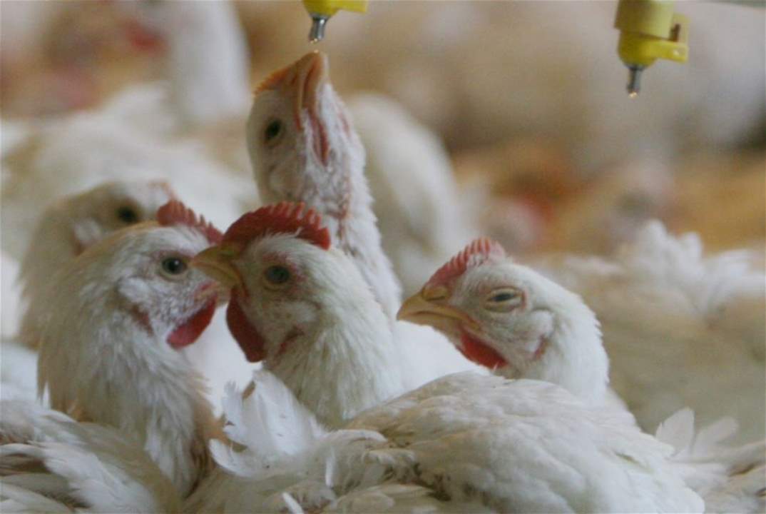 "الاخبار": يقتلوننا بالدجاج!.. المزارع تستخدم مضادات حيوية تساهم في نقص المناعة