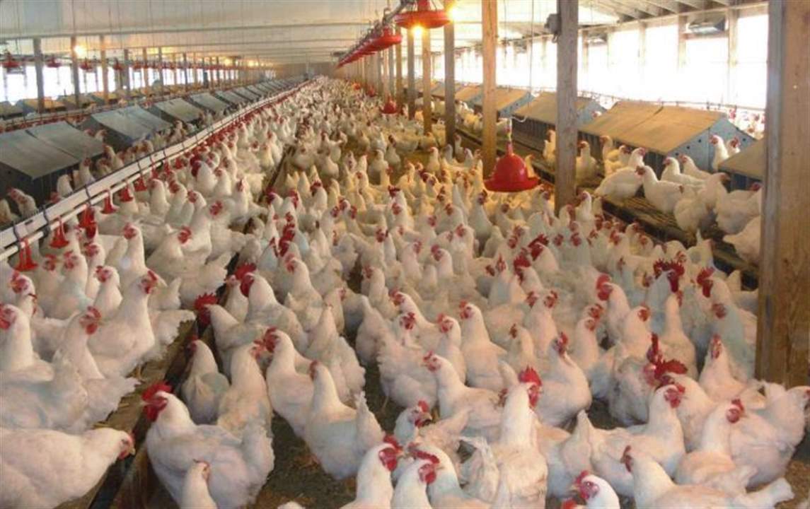 الأخبار: وزارة الزراعة تتعامل مع "فضحية الدجاج القاتل" على أنها مشكلة عادية