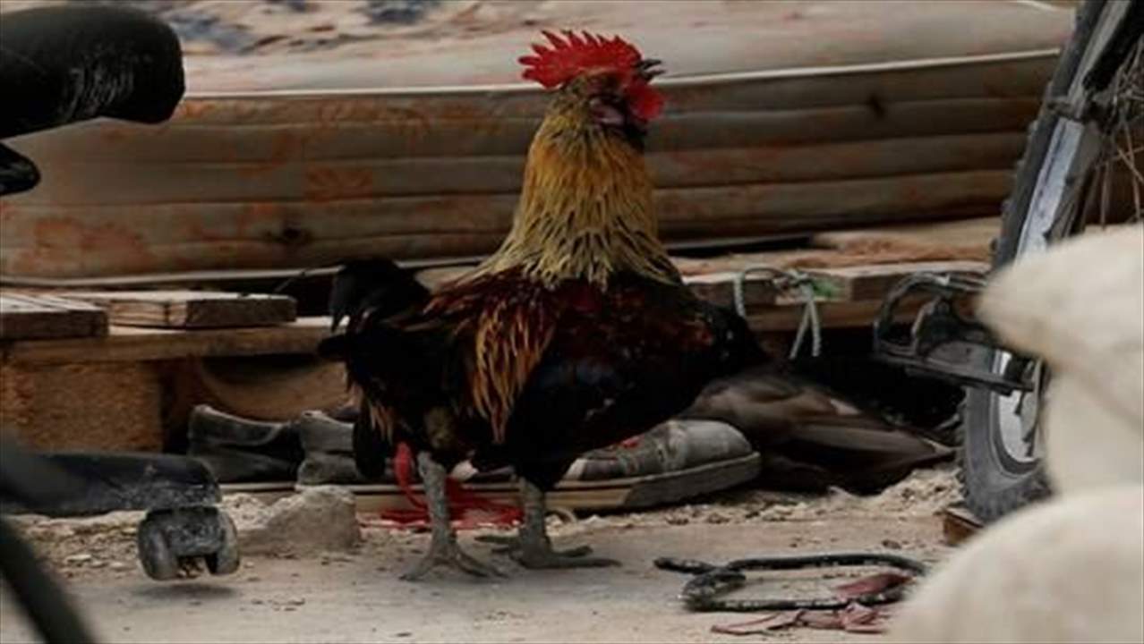 "اعتقال" ديك في الجزائر بعد شكوى من دبلوماسية ايطالية