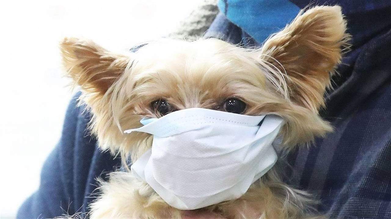 في الصين.. نفوق أول كلب بعد اصابته بكورونا