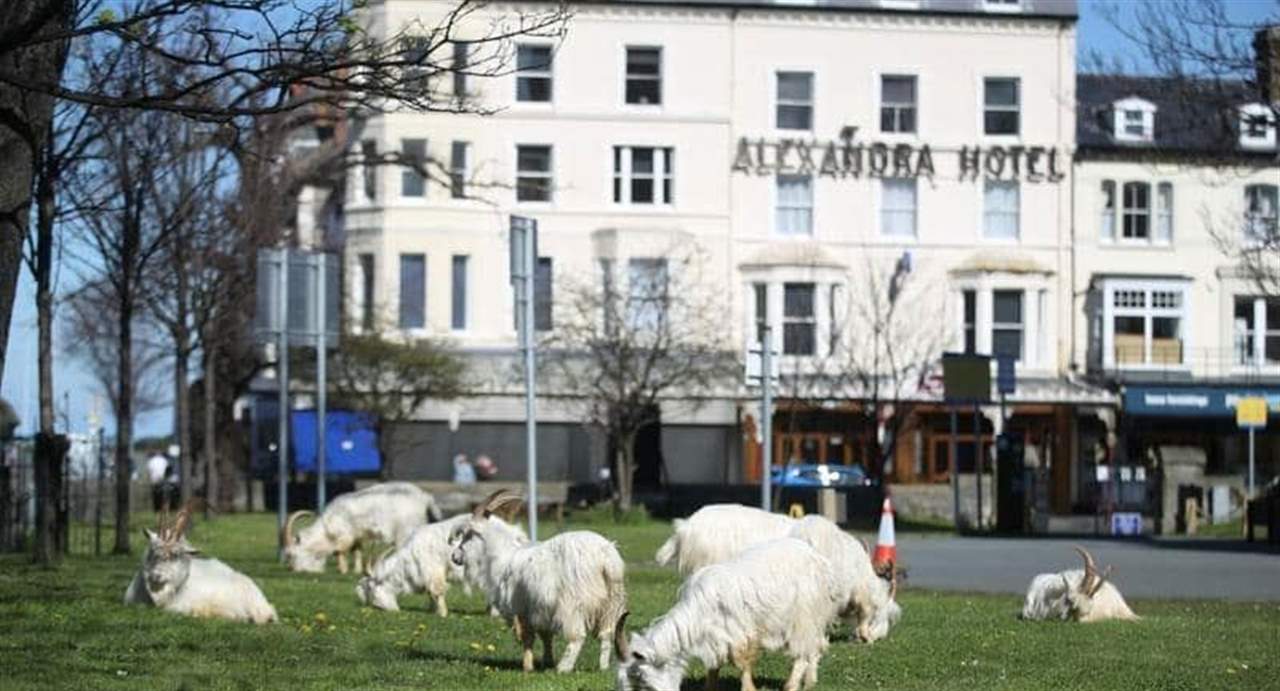 بالفيديو- التزم السكان بيوتهم.. فـ "احتل" الماعز الجبلي البلدة
