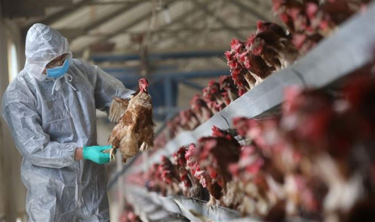 سلالة مميتة من انفلونزا الطيور تضرب أميركا 