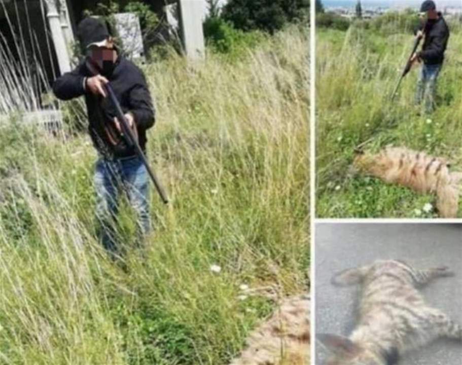 قتل ضبعًا مهددًا بالإنقراض... والقوى الأمنية اتخّذت اجراءاتها بحقه