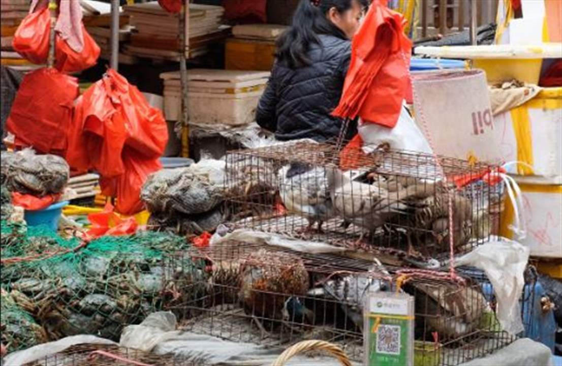 واشنطن تطالب بكين بإغلاق أسواق بيع الحيوانات البرية إلى الأبد 