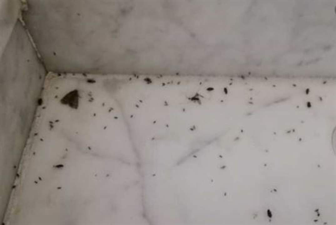 أسراب من الصراصير والجراد والبعوض اجتاحت ليلاً شوارع صيدا