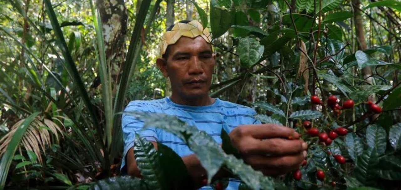 قبيلة أصلية برازيلية تحارب كورونا بالنباتات الطبية!