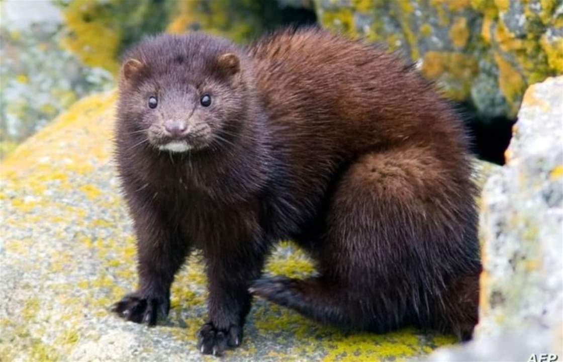 حيوان "المينك" ينقل فيروس "كورونا" إلى شخصين في هولندا