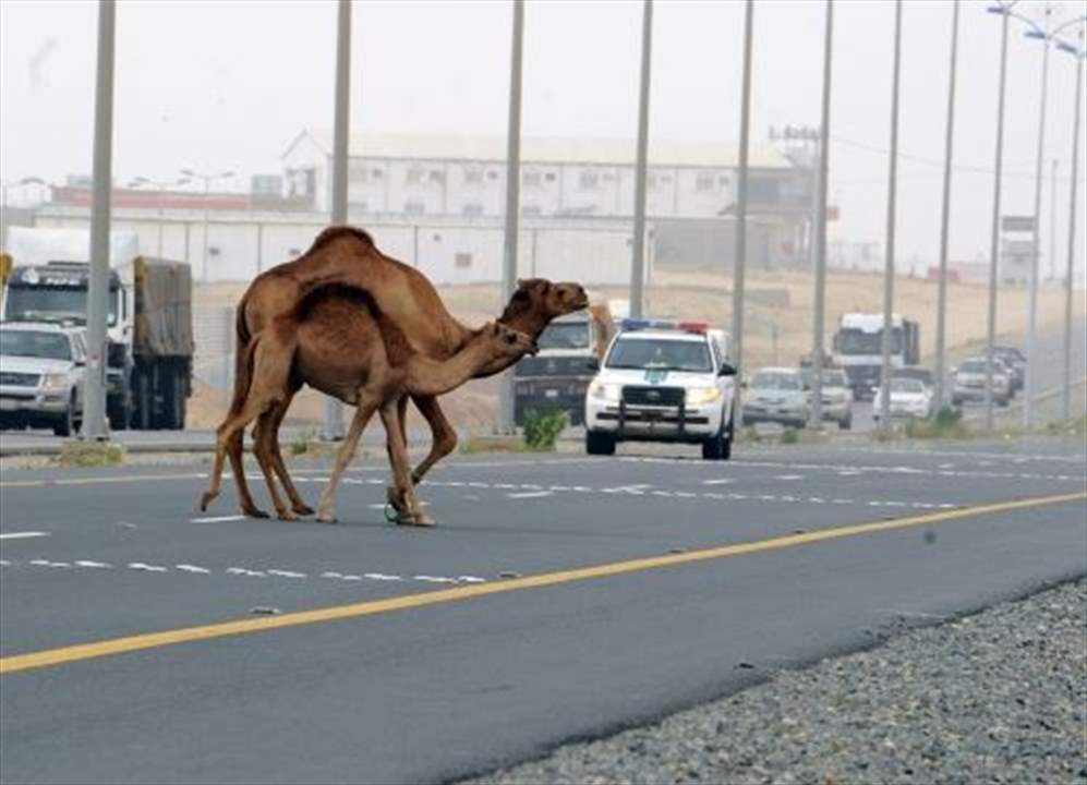 جمال سائبة تودي بحياة 4 أشخاص في حادث سير