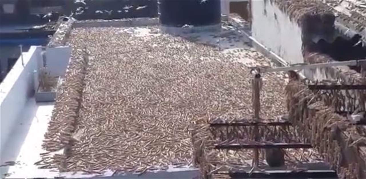 أسراب ضخمة من الجراد تغزو الهند وتهدّد إمدادات الغذاء