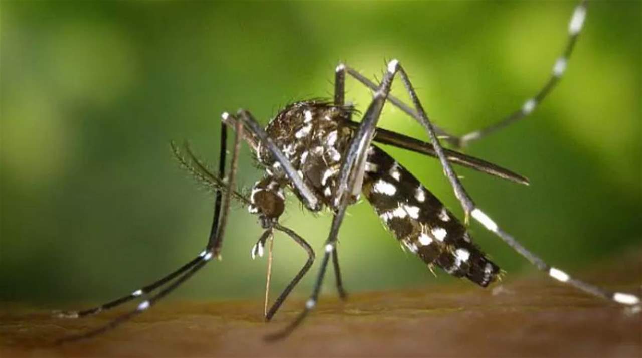مع ارتفاع درجات الحرارة في الصيف... هل ينتقل فيروس "كورونا" عبر البعوض؟