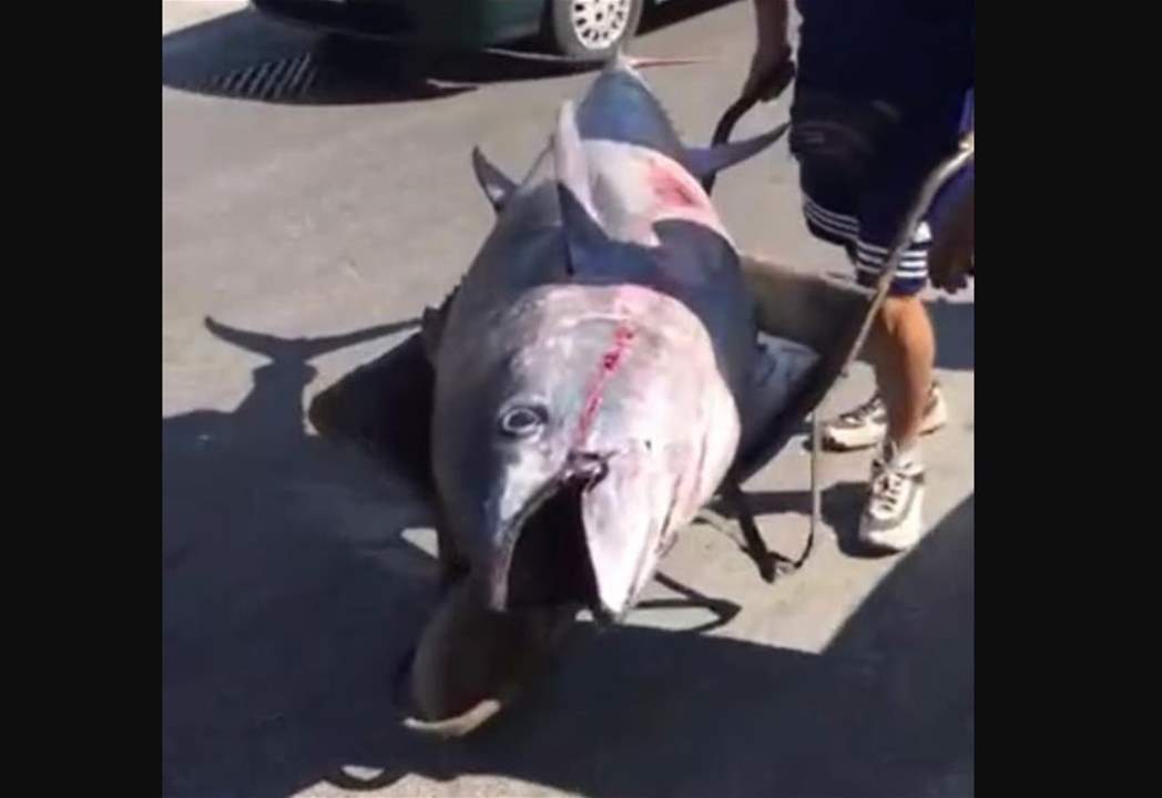 اصطياد سمكة عملاقة نادرة في بحر صور