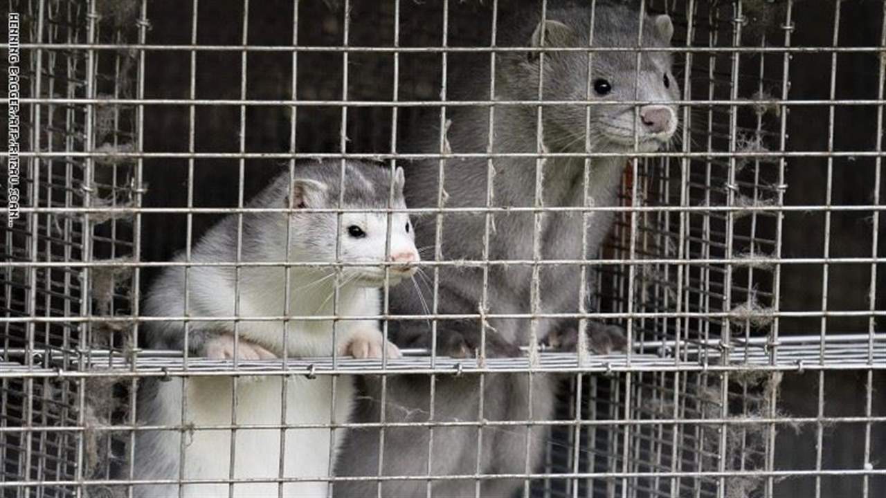 "كورونا" يظهر بشكل متحور لدى حيوانات المنك... والدنمارك تعدم الملايين من تلك الحيوانات