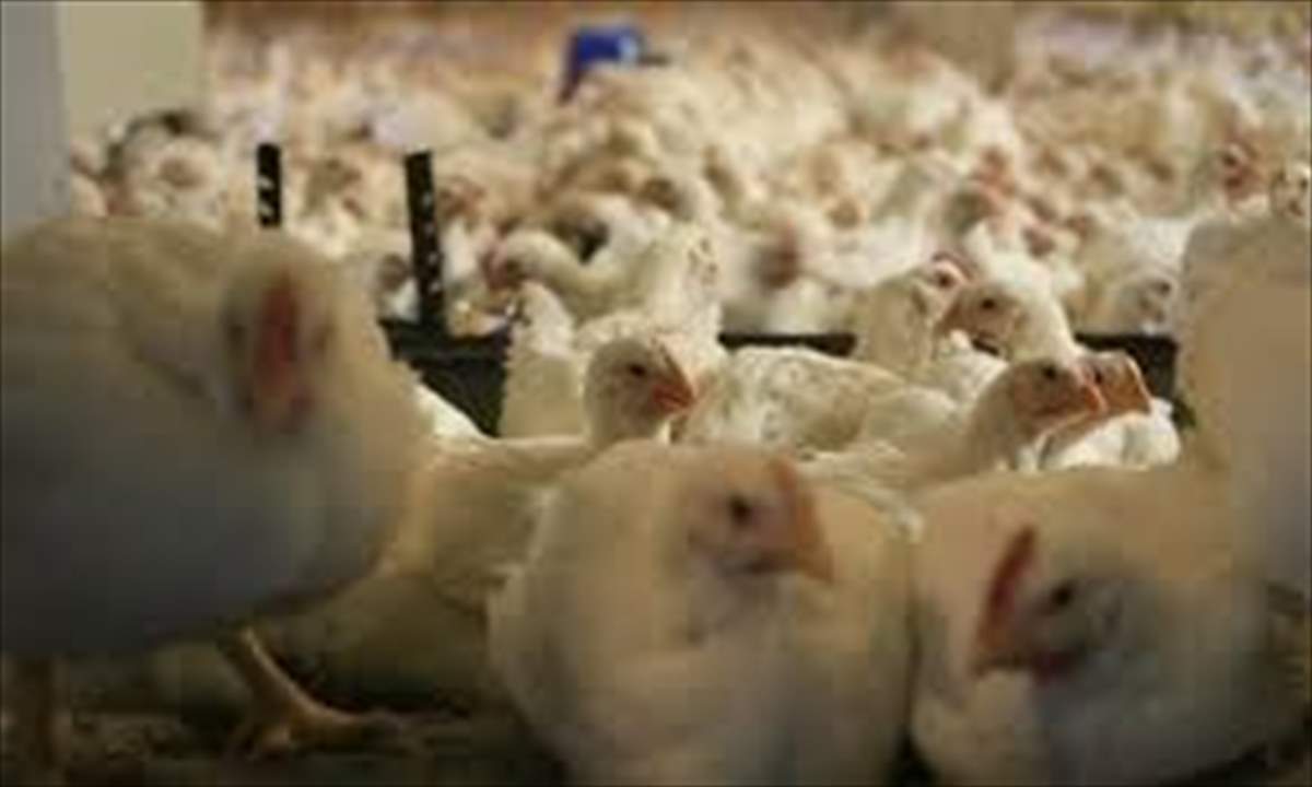  سرقوا ما يقارب 700 دجاجة في عكار...