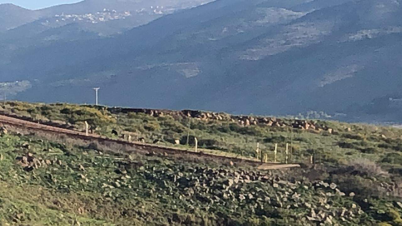 قوة من جيش الاحتلال تجتاز السياج التقني لبلدة الغجر وتسرق 7 بقرات..