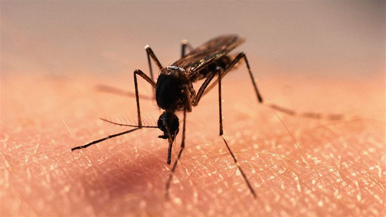 دراسة: البعوض يمكن أن يساعد في علاج كورونا 