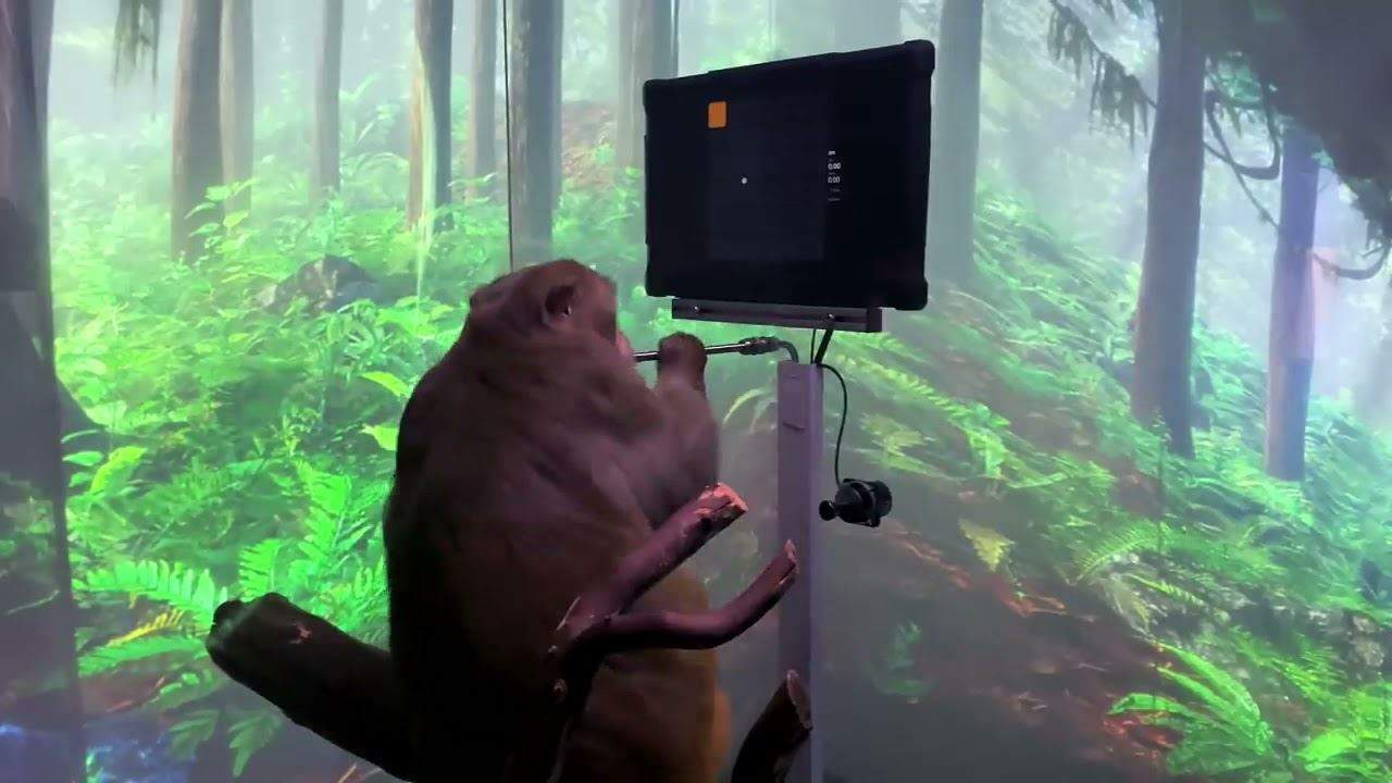 بالفيديو ـ قرد يتحكم بلعبة فيديو بواسطة شريحة في دماغه