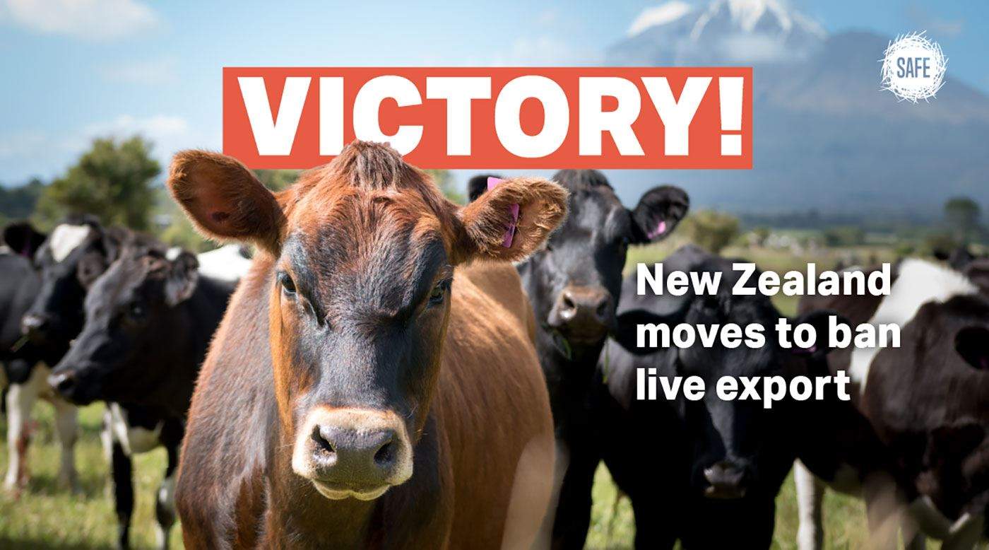 نيوزيلندا تحظر تصدير الأبقار الحيّة بحراً خوفاً على رفاهيتها
