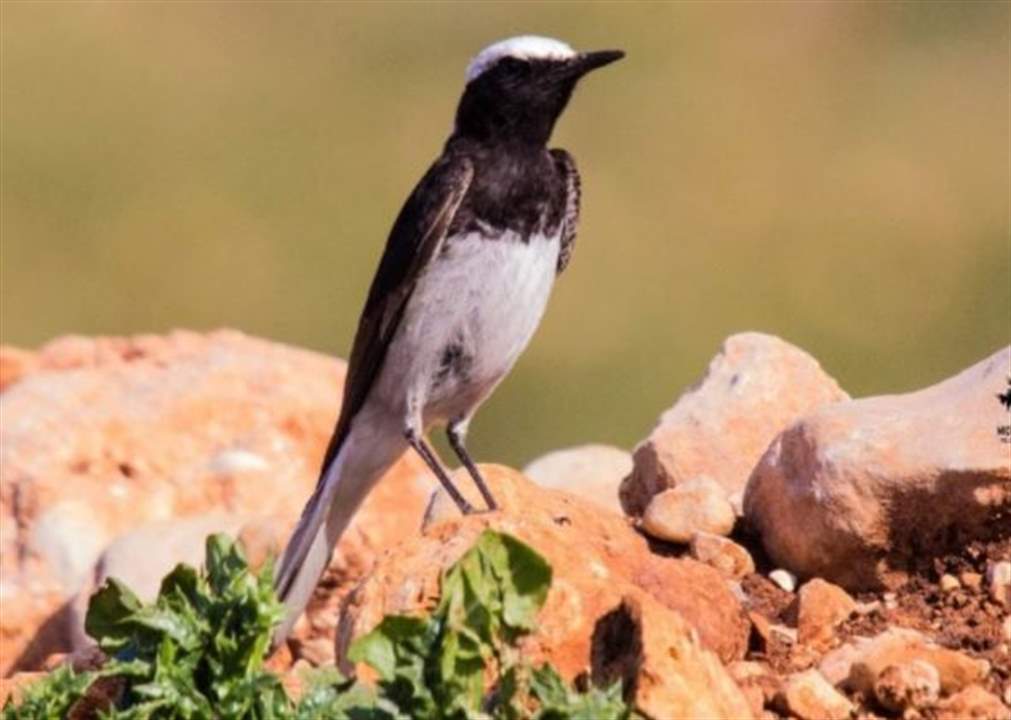 ظهور طائر "أبلق أبو قلنسوة" لأول مرة في لبنان في منطقة عكار