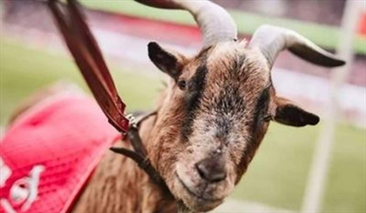 نادي كولن الألماني نعى "الماعز هينز الثامن" وعيّن وريثه الجديد !!