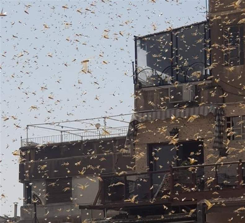 أسراب الجراد تعبر سماء دمشق
