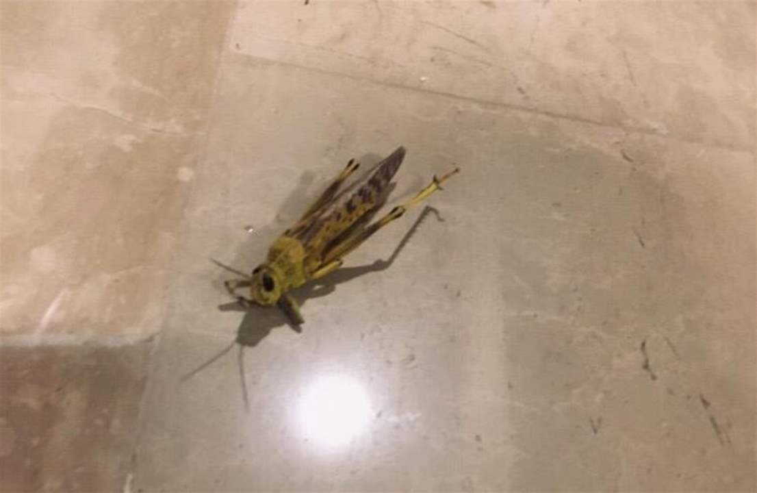مواطنون في المنية يعثرون على الجراد في بيوتهم وبساتينهم