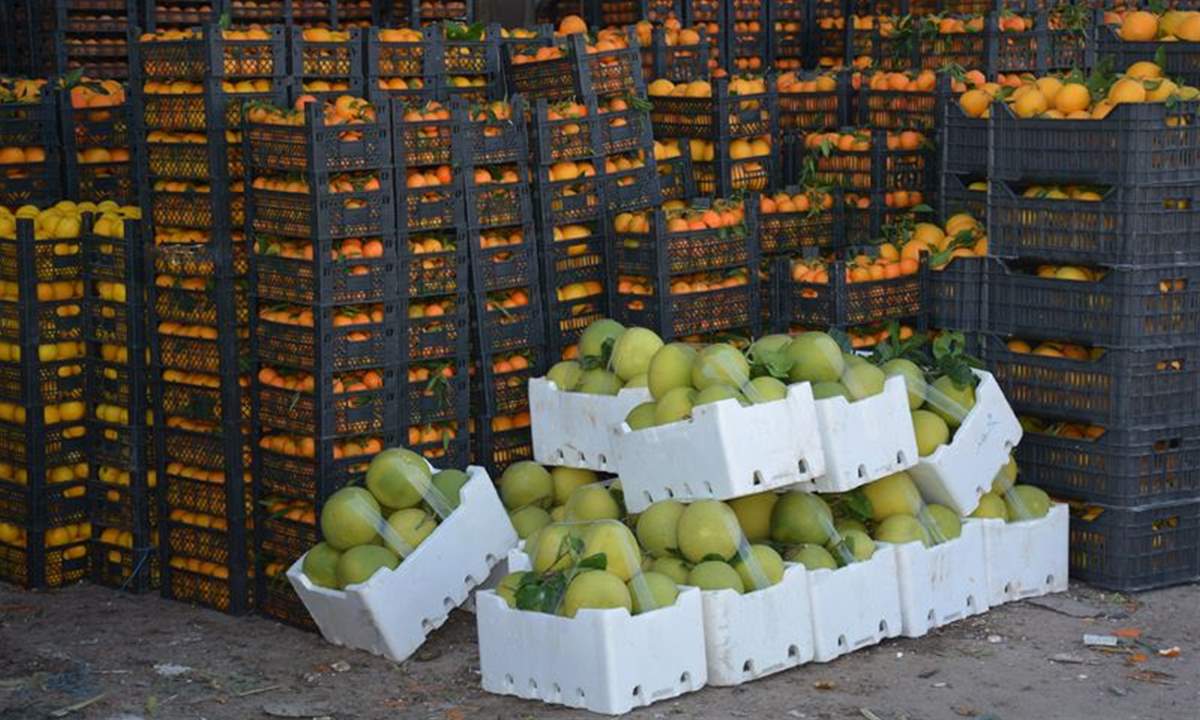 الكويت تدقق في شحنات الخضر والفواكه اللبنانية وتسمح باستيرادها بحرا وجوا فقط