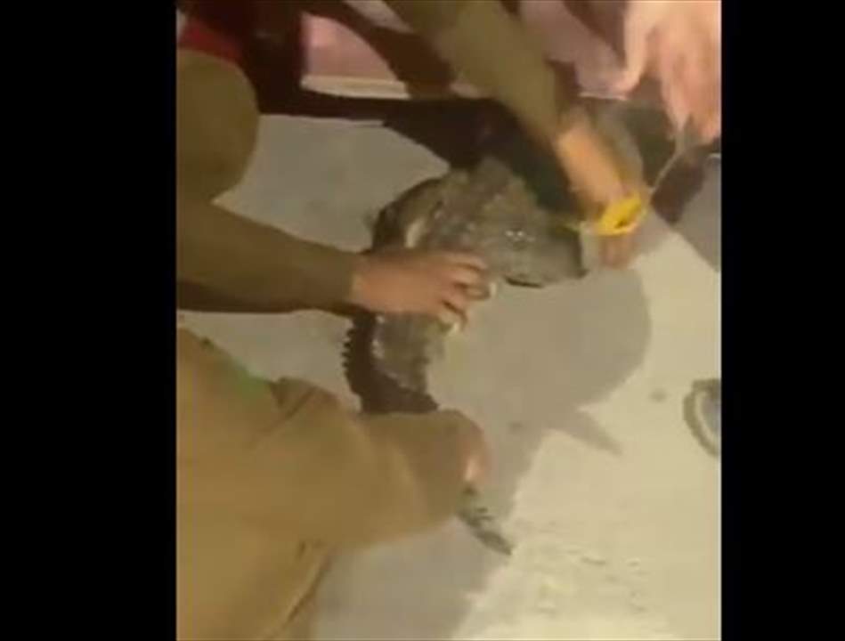 بالفيديو - السيطرة على تمساح كان يتجول بمنطقة القصيم السعودية