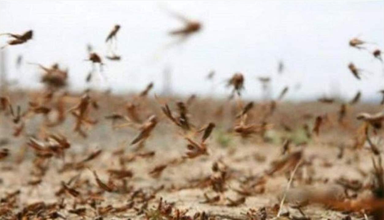 مصلحة الأبحاث الزراعية: لا جراد لغاية اليوم في سهل البقاع