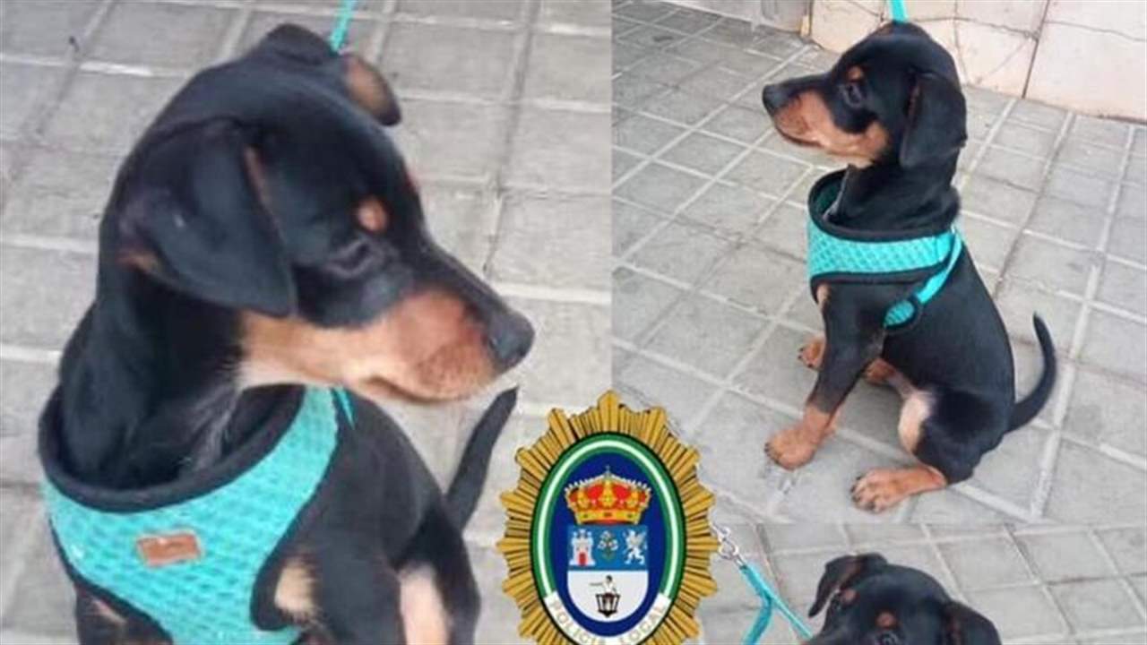 طفلة إسبانية تعرض قالب شوكولاتة مكافأة لمن يعثر على كلبها المفقود