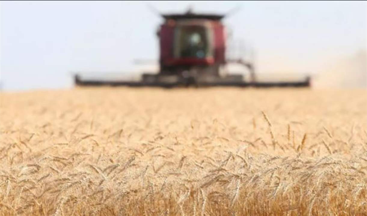مصر تشتري مليون طن من القمح المحلي 