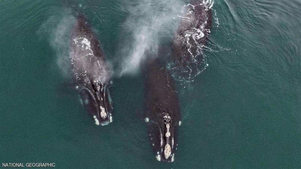 "عناق الحيتان".. فيديو مذهل يُرصد لأوّل مرة