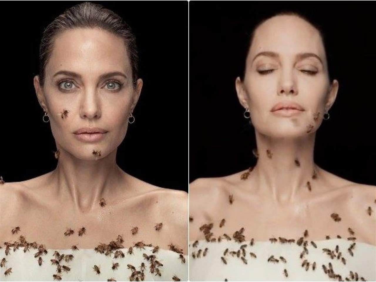 النحل يغطي وجه أنجلينا جولي بفيديو تاريخي وتؤكد "لم أستحم 3 أيام من أجله"