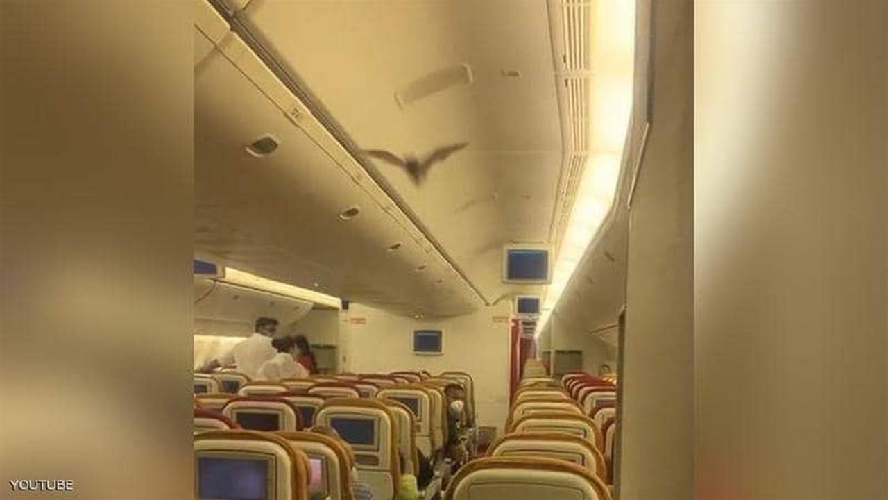 بالفيديو ـ خفاش يثير الذعر بين ركاب طائرة تابعة للخطوط الهندية ويجبرها على الهبوط