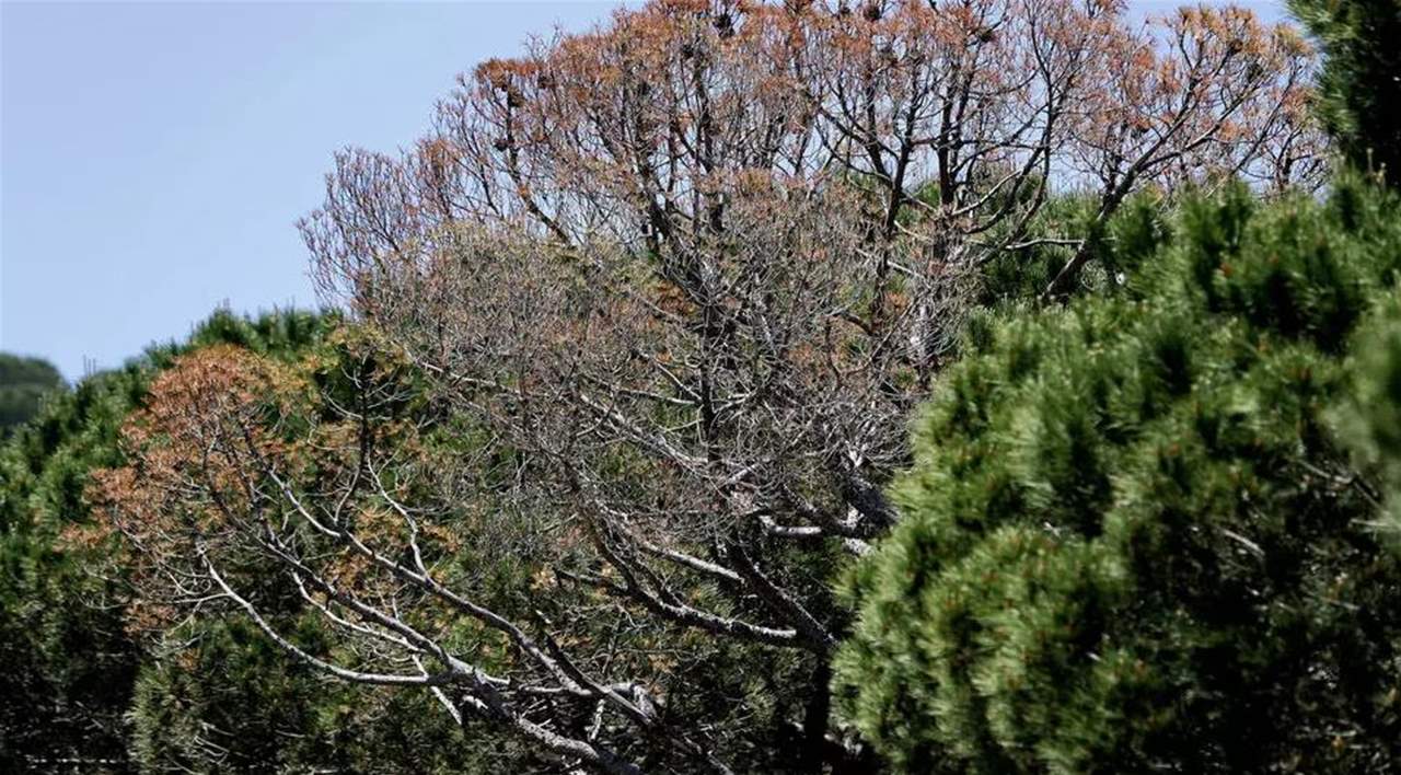 حشرات تفتك بأشجار الصنوبر في لبنان... وتحرمه من "ذهبه الأبيض"
