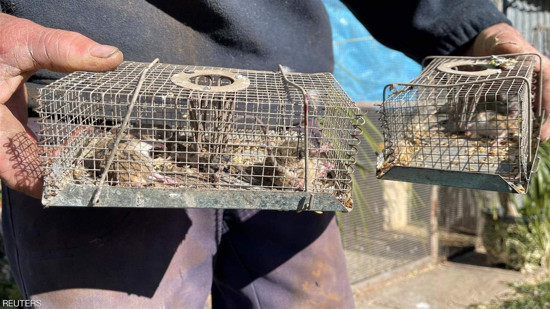 فئران تغزو سجنا في دولة.. وتجلي المعتقلين