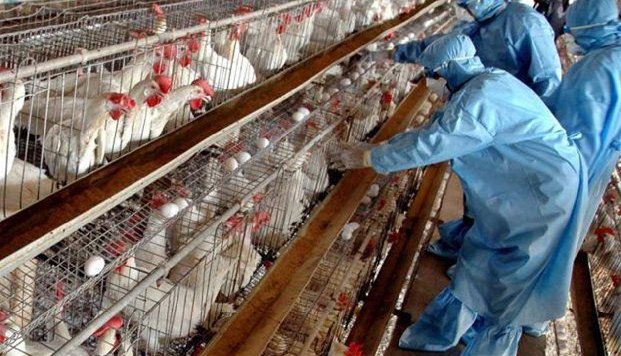 تسجيل أول وفاة بين البشر في الهند  بسبب إنفلونزا الطيور