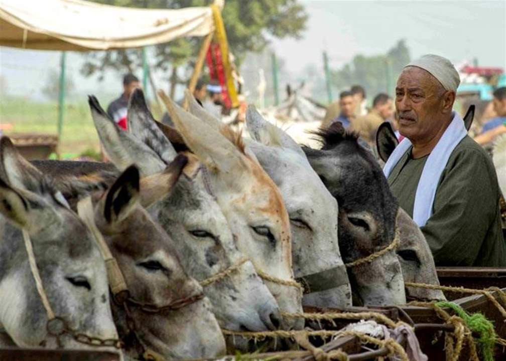 تحذير في مصر من انقراض الحمير