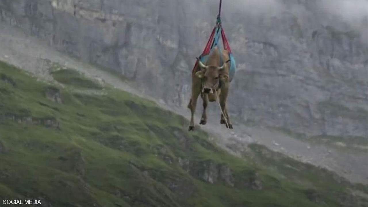 بالفيديو- أبقار طائرة في سويسرا.. ومزارع يكشف السر