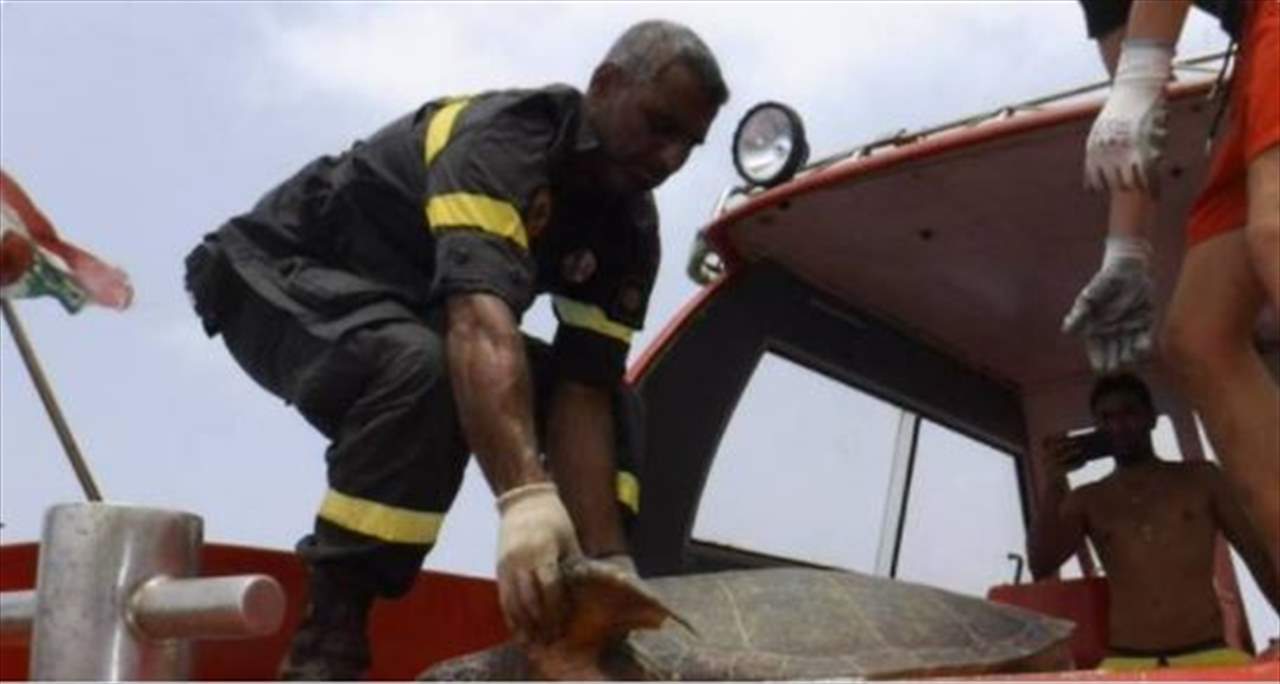 إنقاذ سلحفاة في الزهراني