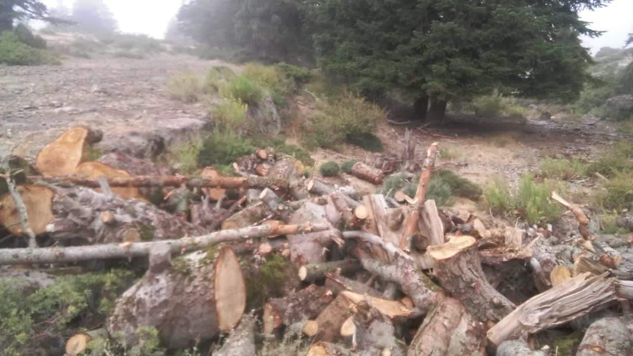 بالصور- قطع أشجار معمرة في غابات فنيدق والقموعة في عكار 