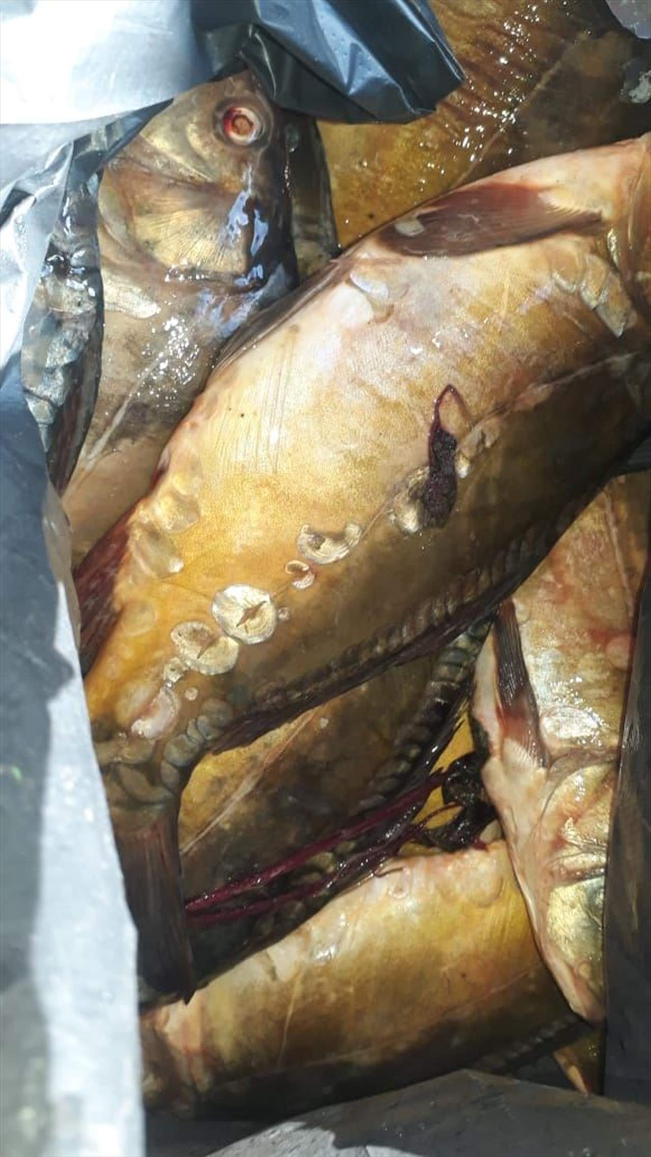 بالصور- ضبط أسماك غير صالحة للاستهلاك في صبرا 