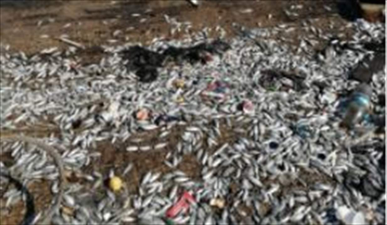  فتح تحقيق بأسباب نفوق أسماك في ميناء صيدا