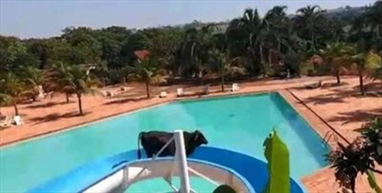 بالفيديو - ثور يتسلل الى حديقة مائية وتتسلق منزلقاً للأطفال !!