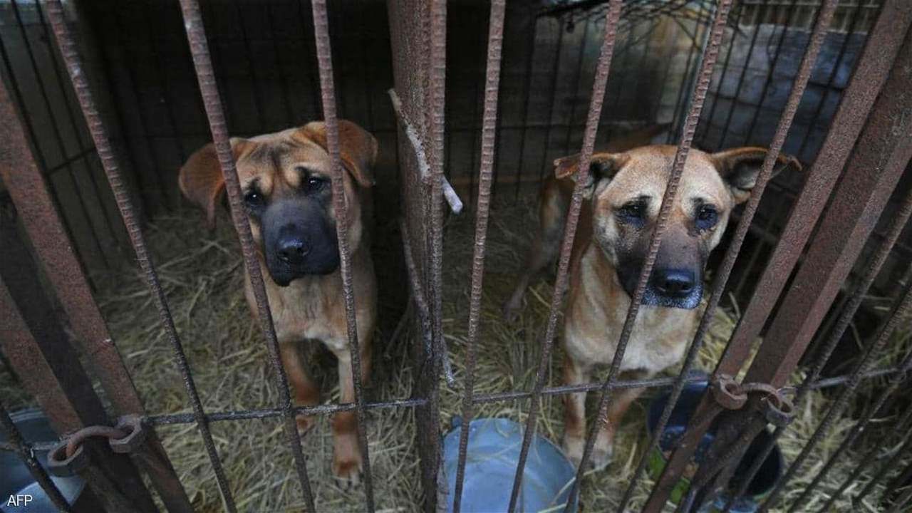 كوريا الجنوبية و"أكل الكلاب".. خطة جديدة لتجنب الإحراج الدولي